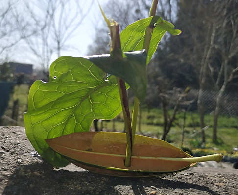 construction flottante