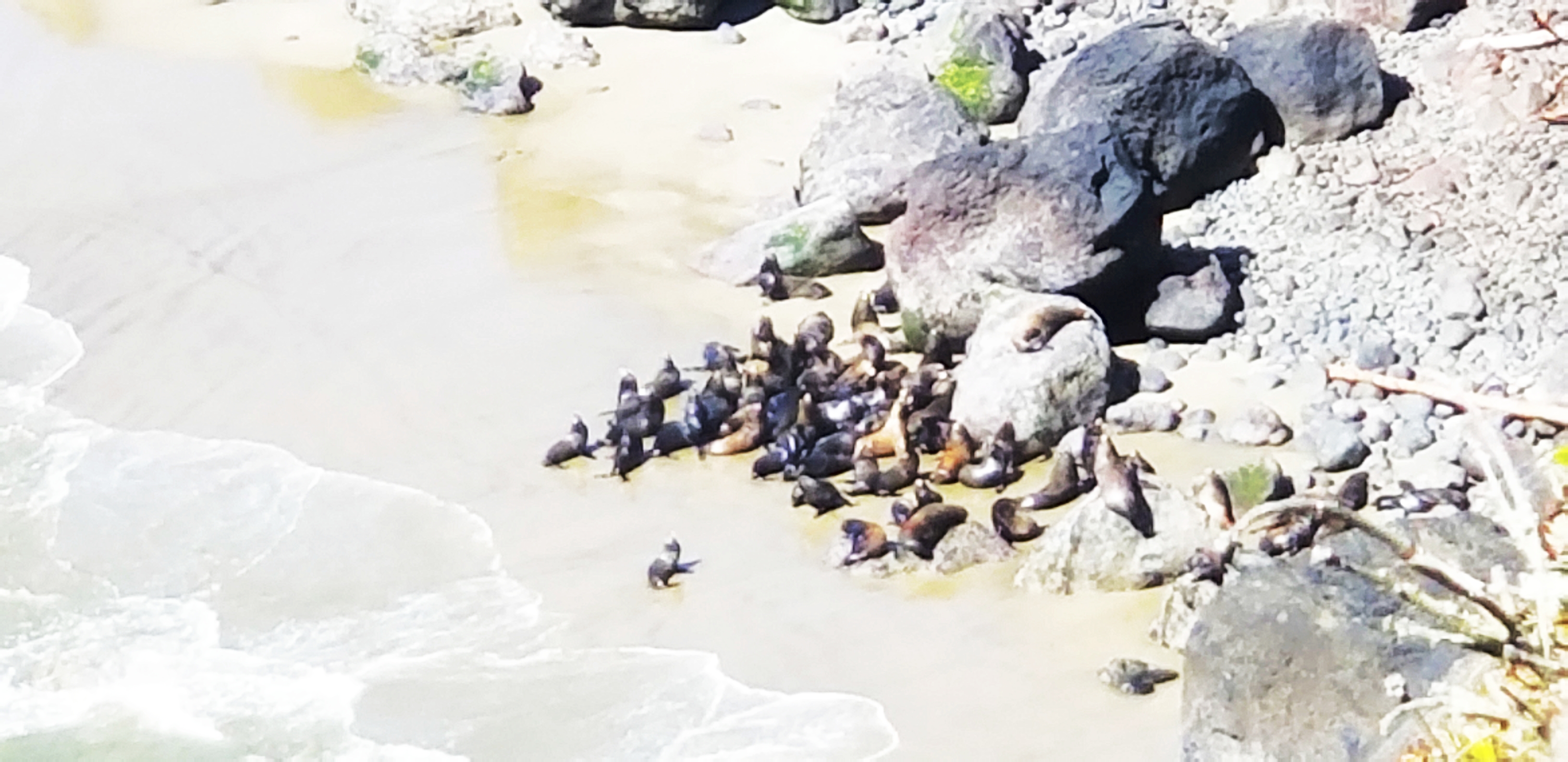 Sea Lions spotted near the sea lions cave.