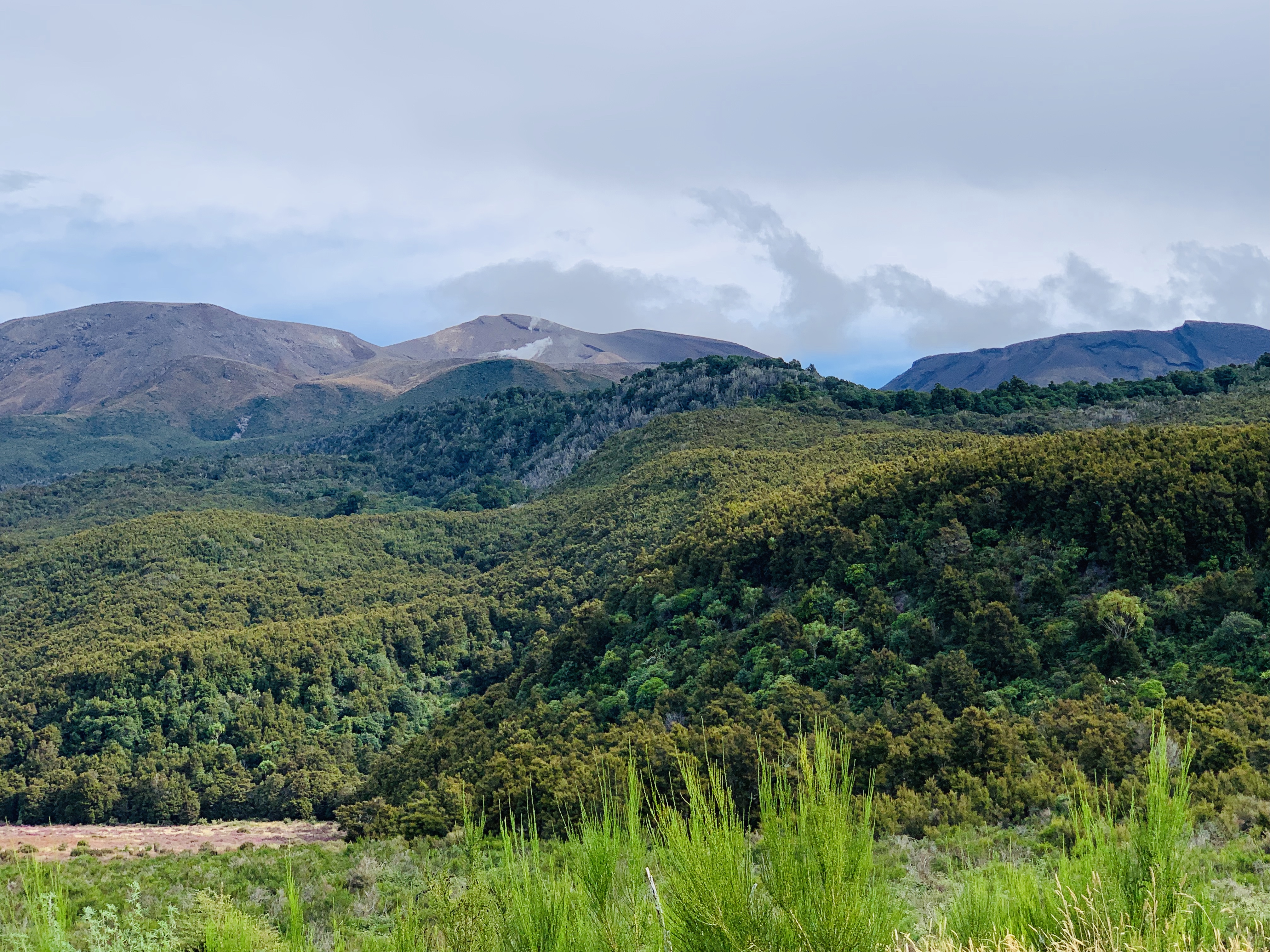 Tongariro Forest