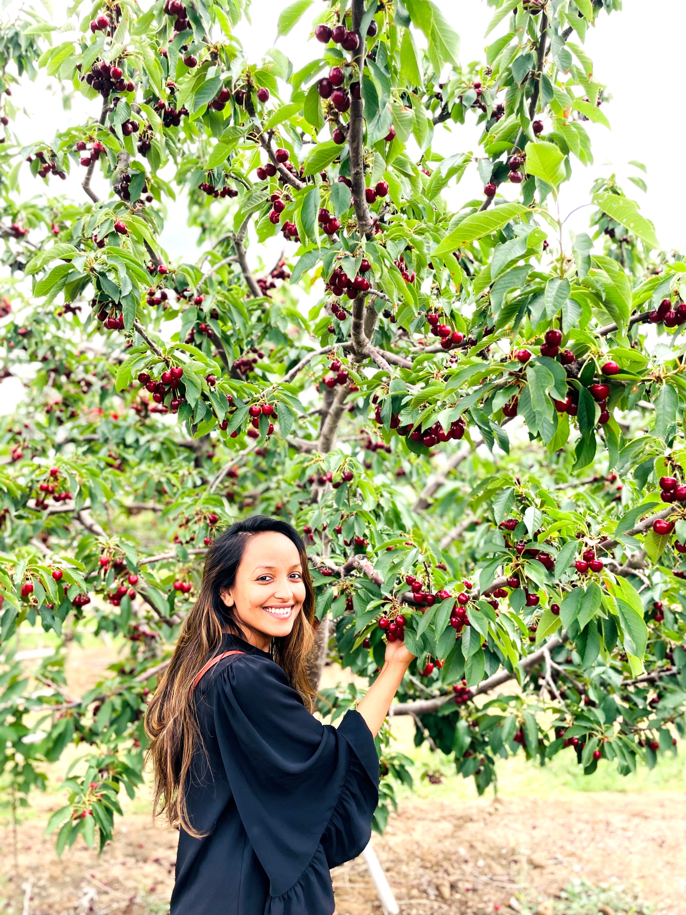California’s fruit picking experience