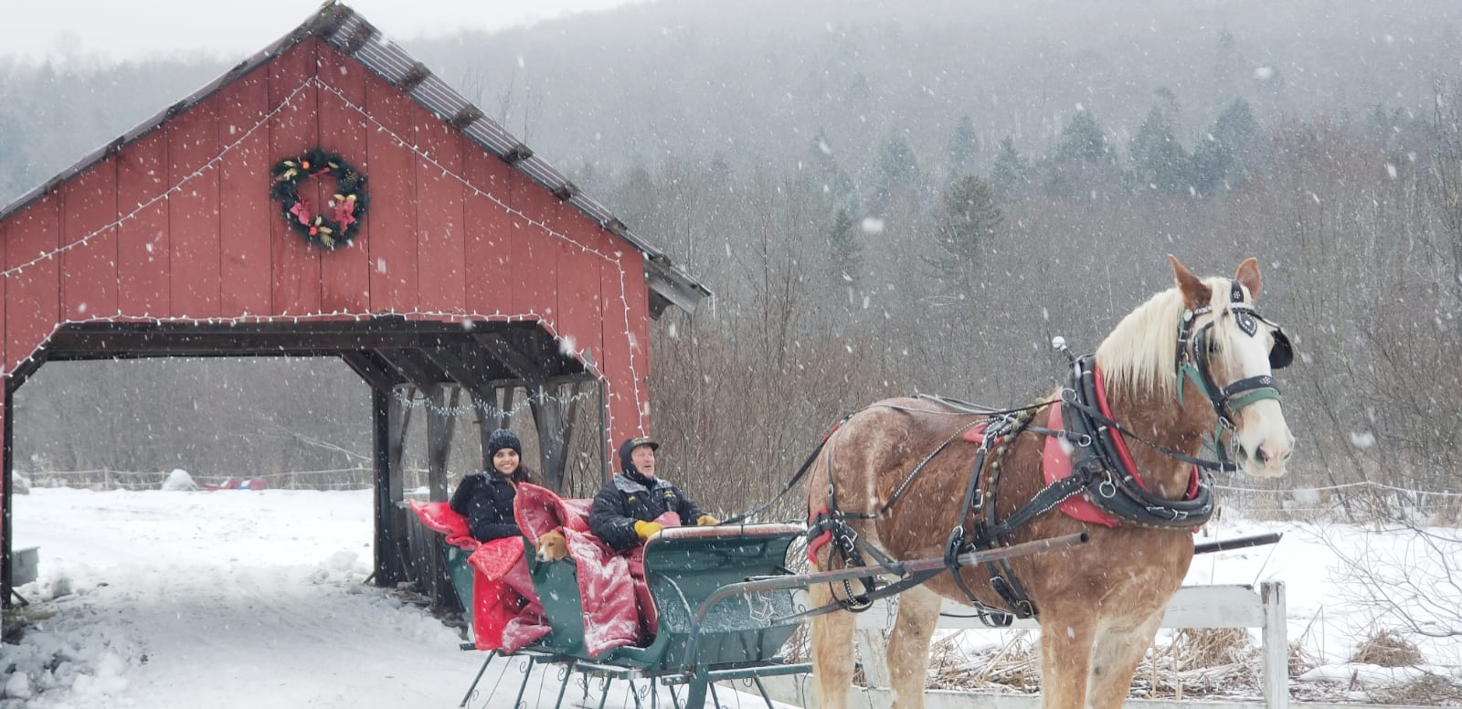 Enjoying the amazing horse sleigh ride