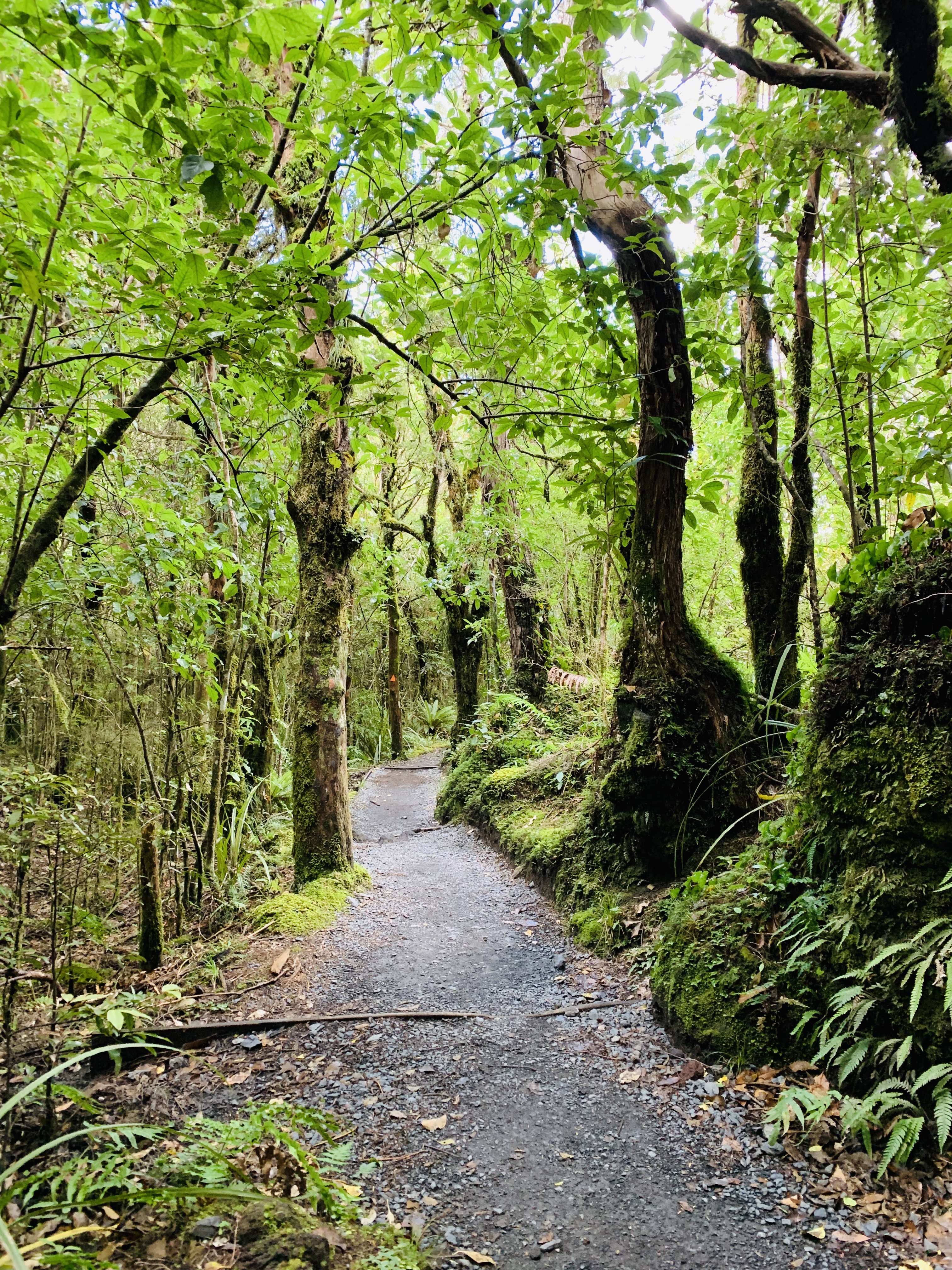 Rainforest