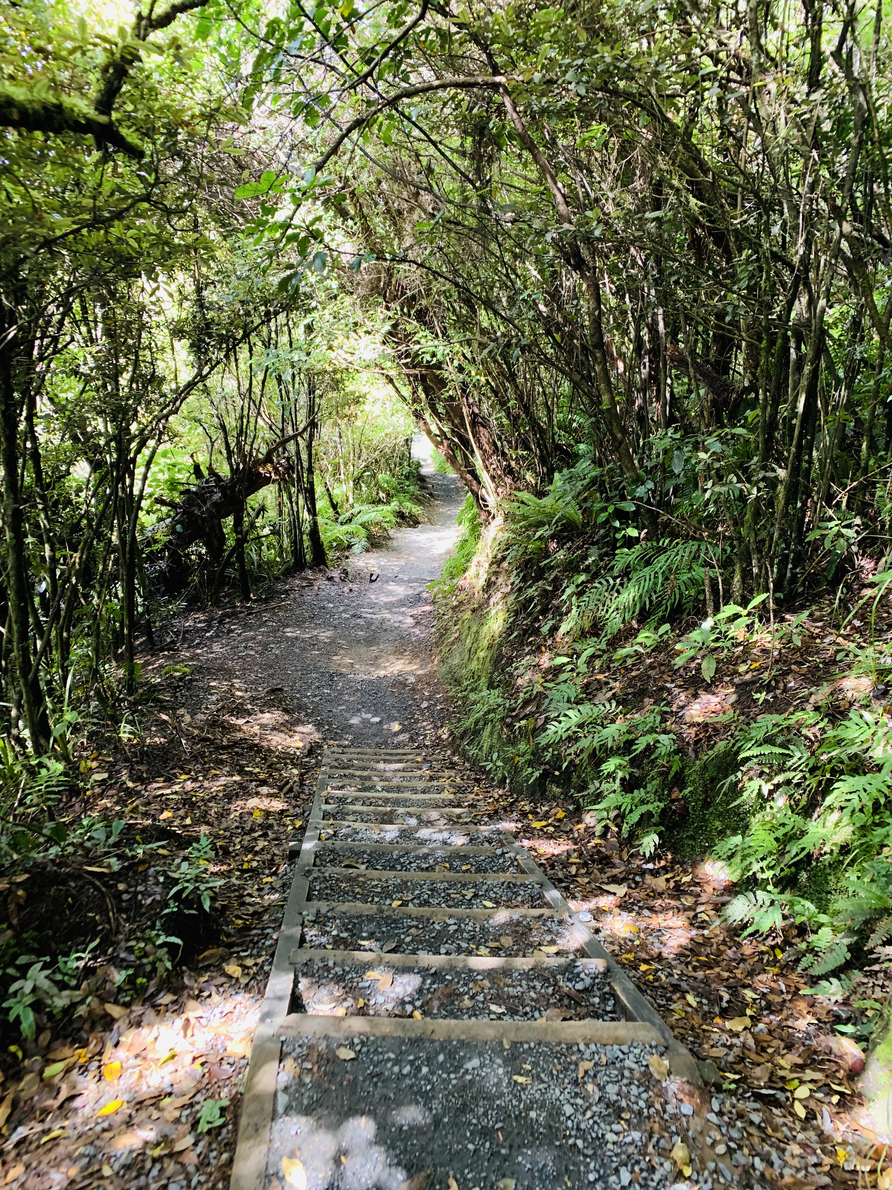 Rainforest