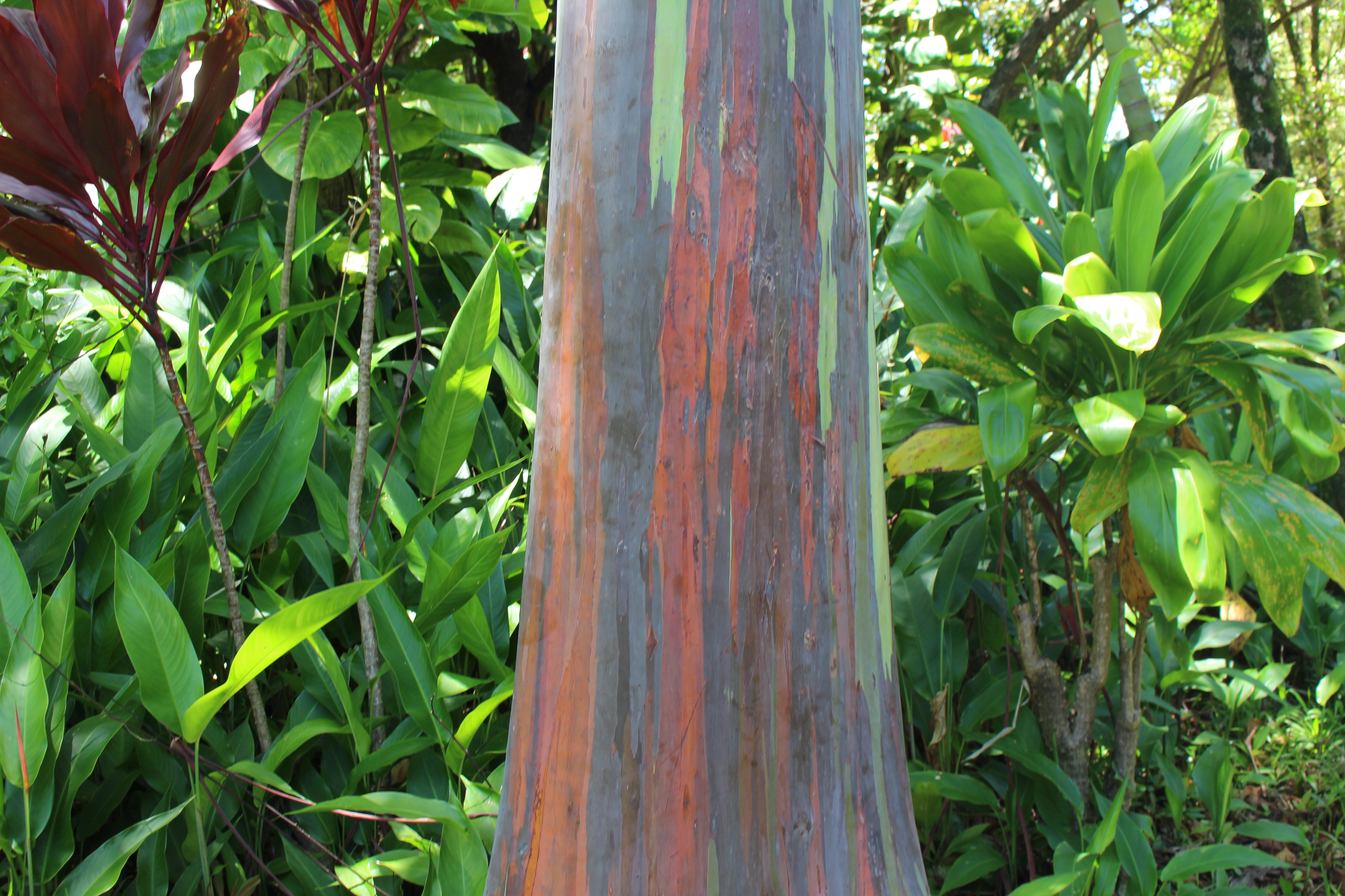 The rainbow tree