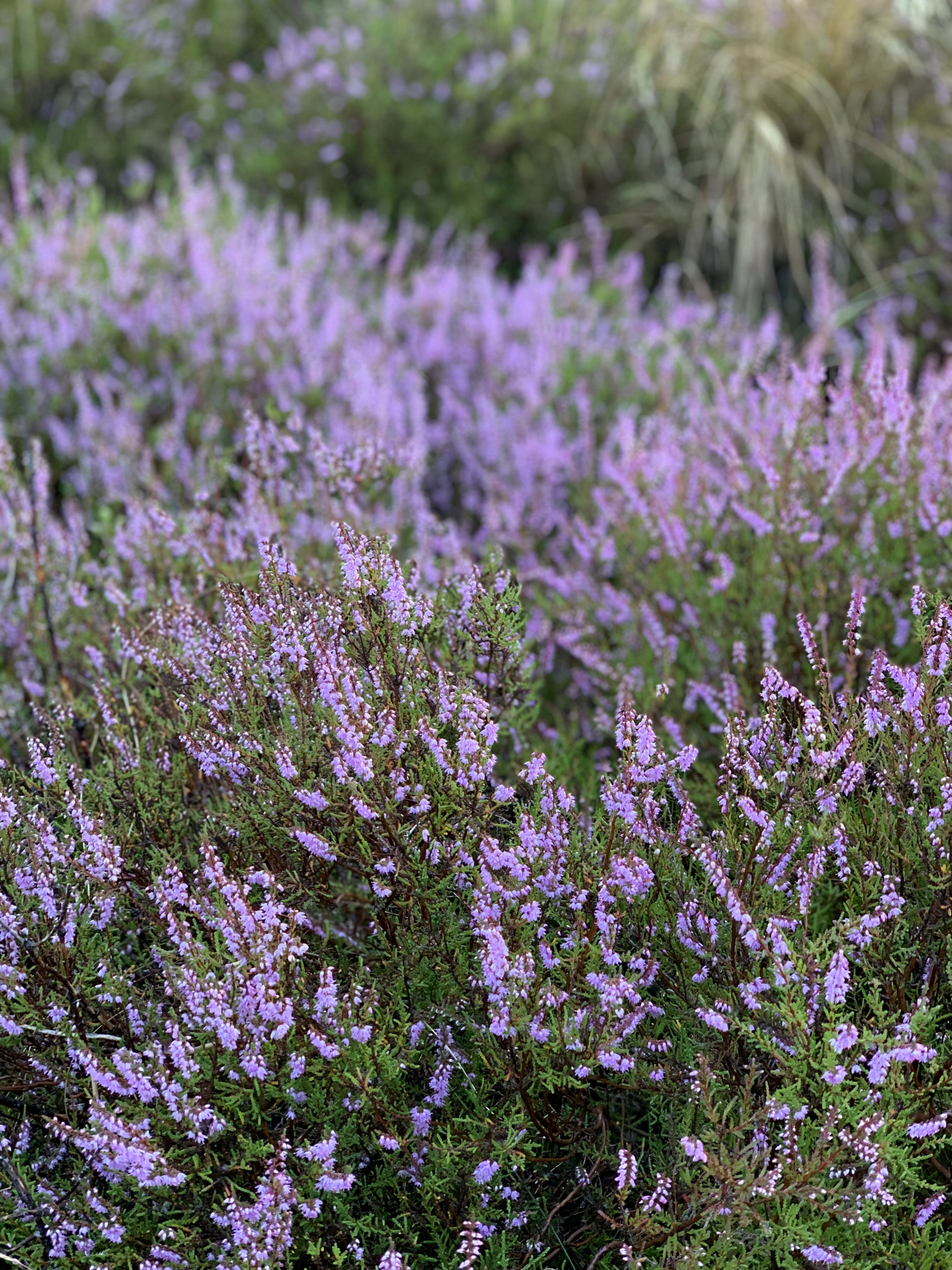 Alpine Flowers