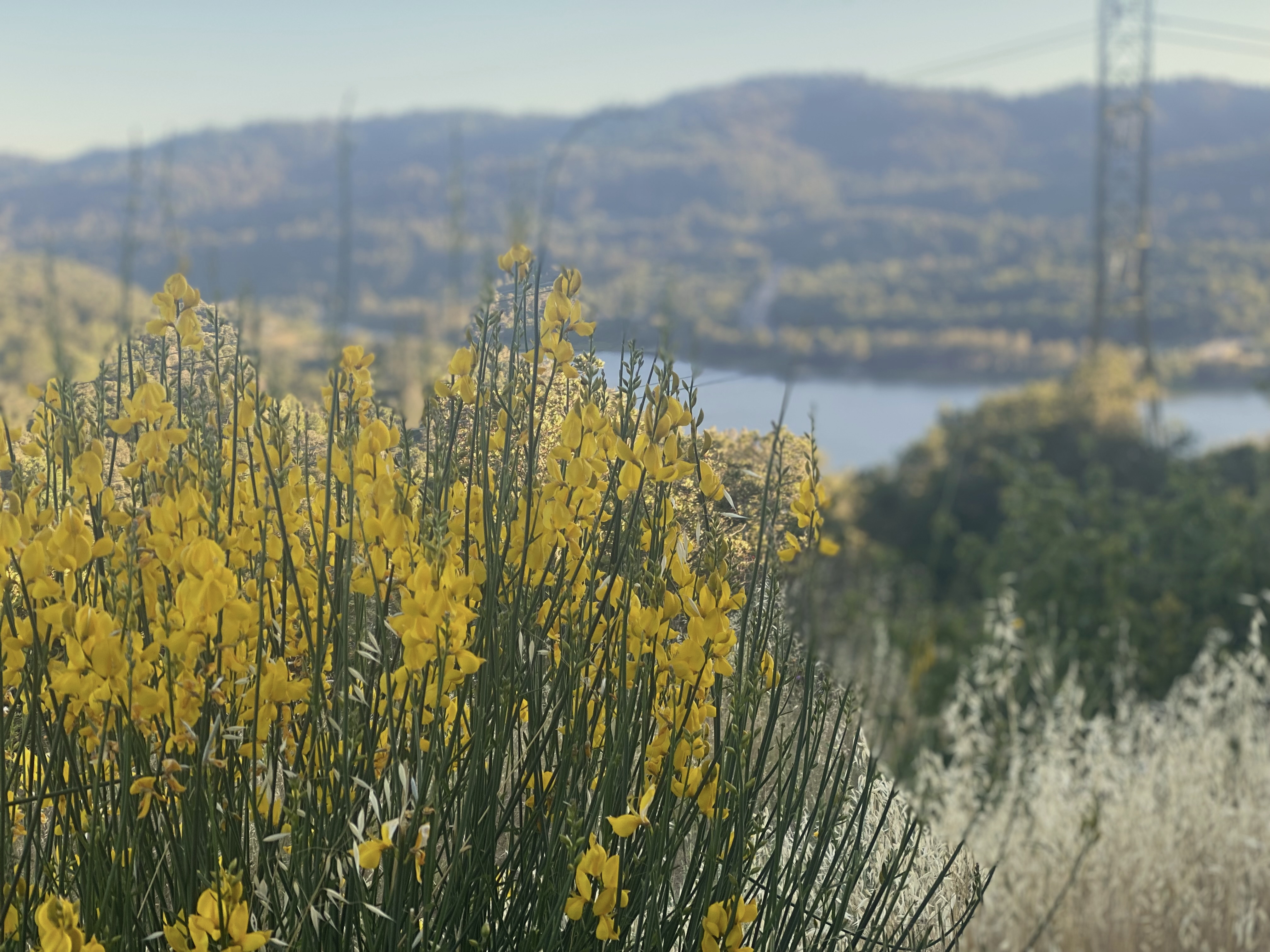 Los Gatos Jones Creek Trail