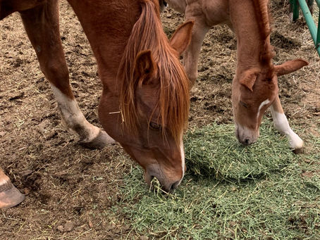 Life At the Ranch: Name our Baby Goat! Plus, How We’re Doing More With Less