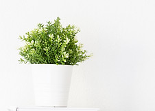 Green pant pot lnd books on shelf or desk at interior white wall. .jpg