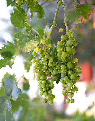 DSC02007 COMPRESSED.jpeg