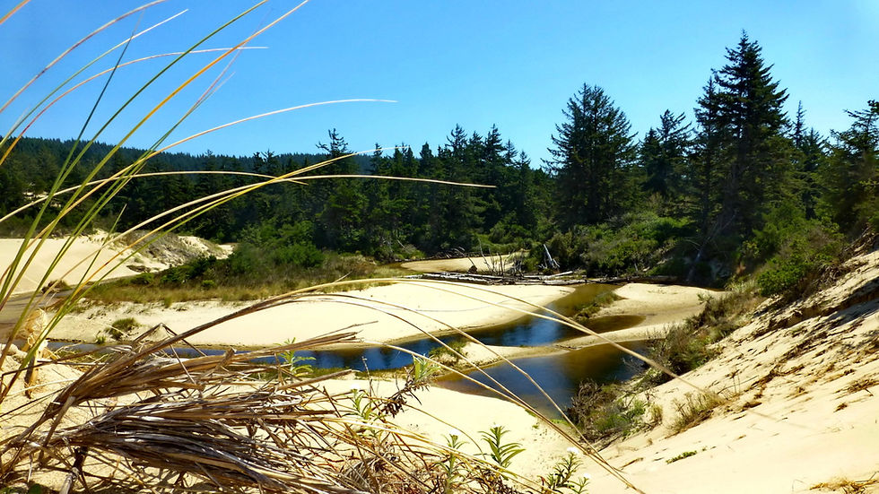 creek-in-the-dunes_29577564915_o