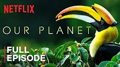 Our Planet | Forests | BBC | Netflix