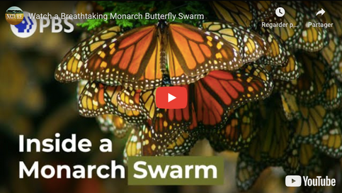 Watch a Breathtaking Monarch Butterfly Swarm
Toute la beauté du monde.
