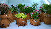 Planter photoshoot