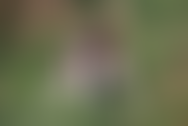 🧠 Stimuler mentalement son chien au quotidien