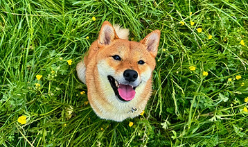 Jordanmathieuéducateurcanin06