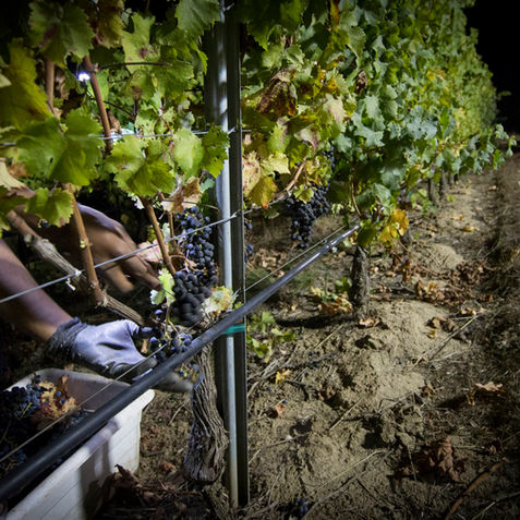 Sonoma County, Calluna, winery, grape harvest, fine wine, California