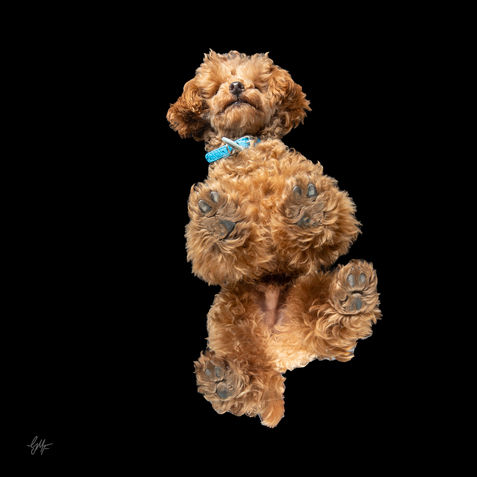 Red poodle, brown poodle, small, cute, underdog