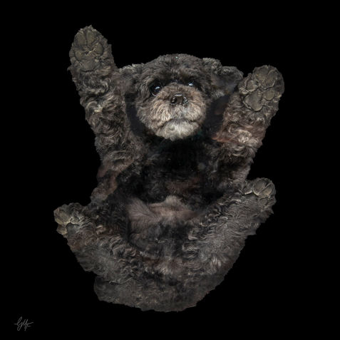 Black Poodle, underdog