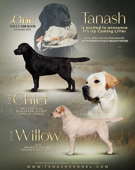 CHIEF WILLOW LITTER AD.jpeg