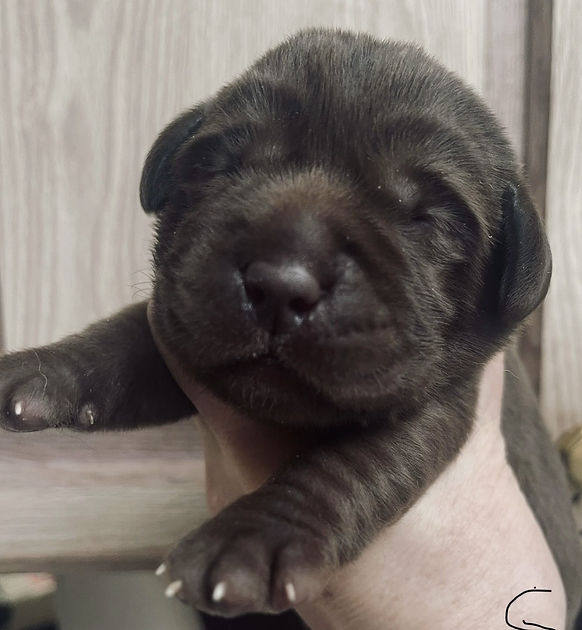 choco girl willow 2.jpg