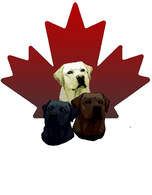 Labrador Retriever Club of Canada logo only black , yellow and Chocolate colors only