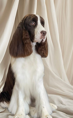 English Springer Spaniel, Ch Shore Darling Darla