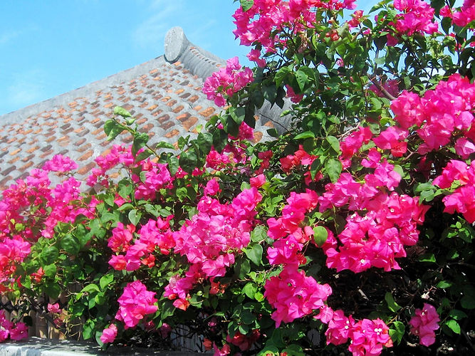 Ishigaki Island Flowers & Roof
