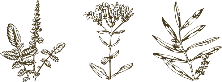 Bach Remedies flower illustrations