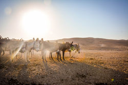 Negev Donkeys