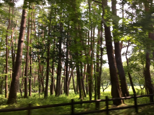奥宮までの森林