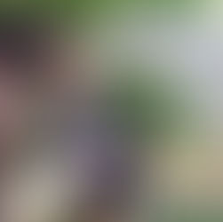 🦄Wie Pferde dich in deinem Business unterstützen können.