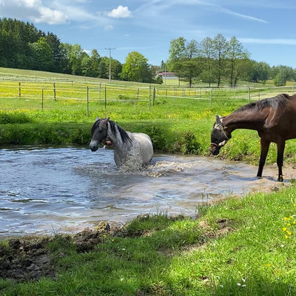 Tauche ein in die Welt von Spirit und Prinzess