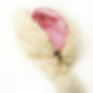 PCP-1096