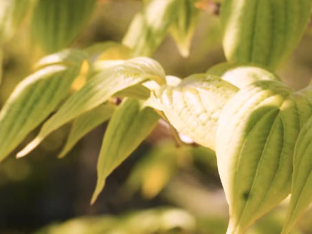 Boosting Your Mental Well-being Through Exercise with Revive Therapeutic Services