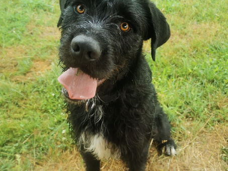 Cooper