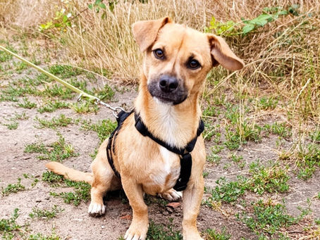 Loki ist zur Probe ausgezogen