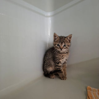 Luca