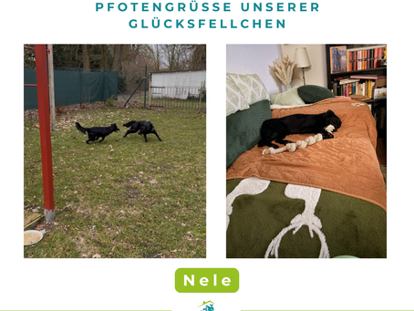 Nele