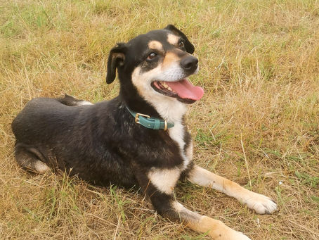 Rufus