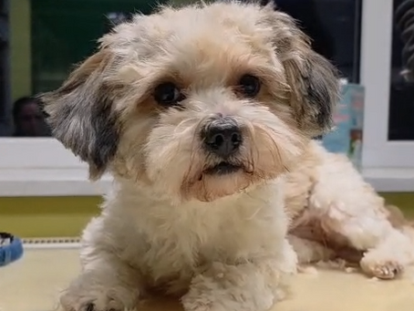 Mischka ist zur Probe ausgezogen