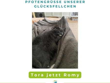 Tora jetzt Romy