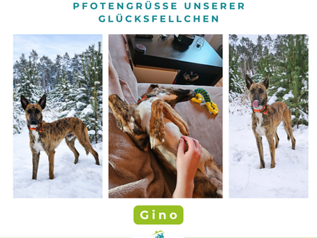 Gino