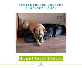 Beppi jetzt Dieter