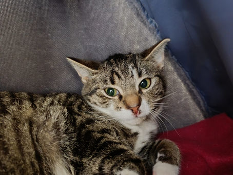 Daisy ist zur Probe ausgezogen