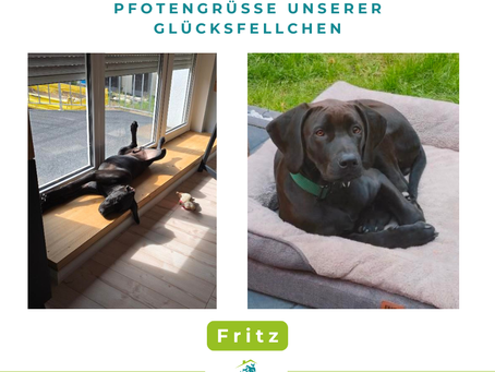 Fritz