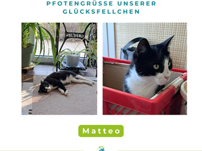 Matteo