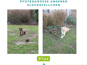 Pius