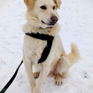 Oskar