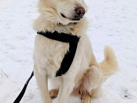 Oskar