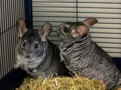 Chinchillas Tik & Tok